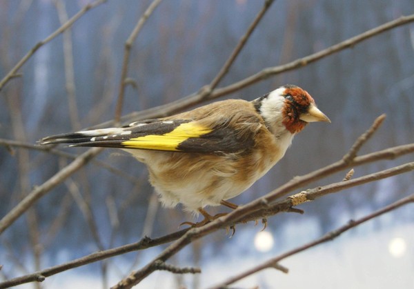 Интерактивная встреча «День птиц»