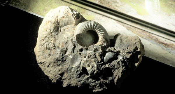 Интерактивная встреча «200 миллионов лет назад»