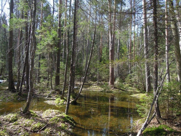 Программа «Кострома заповедная»