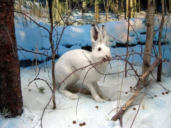 Интерактивная встреча «Мимикрия – искусство обмана»