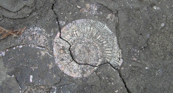 Интерактивная встреча «Полезные ископаемые Костромской области»