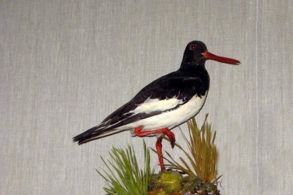 Интерактивная встреча «Мутации и другие причуды природы»