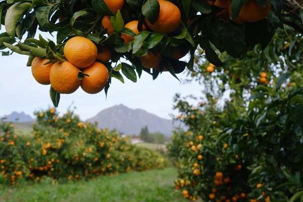 Мандариновое путешествие в Абхазию (из Сочи)