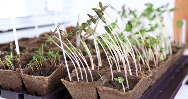 Информационный обзор «Сезонное цветение»