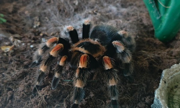 Зоологическая выставка «ЭкзоМагия»