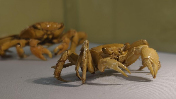 Выставка «Куба-страна чудес»