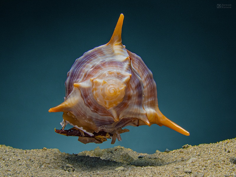 Открытый урок «Азы фотографии: композиция кадра»