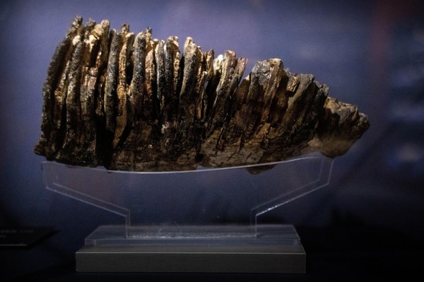 Интерактивно-тематическое занятие «О мамонте: от суеверий до науки»