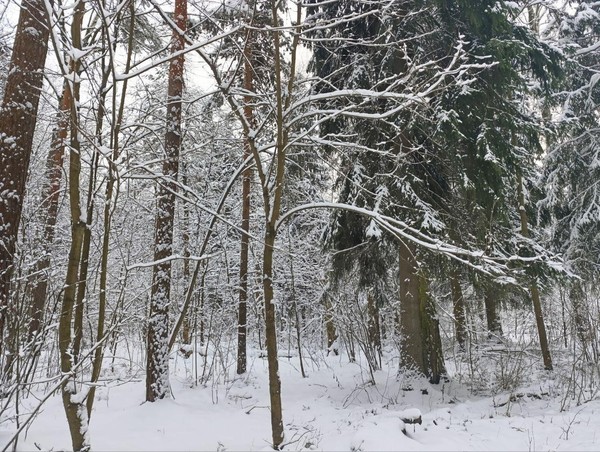 «Тайны родной природы»