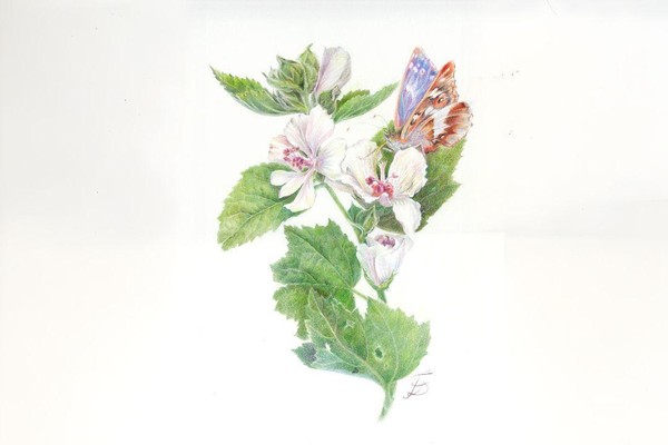 Выставка «Ботанический портрет Сибири»