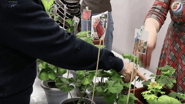 Выставка комнатных растений и семян овощей