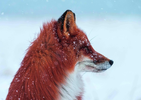 Выставка «Камчатка. Рассказ в лисах»