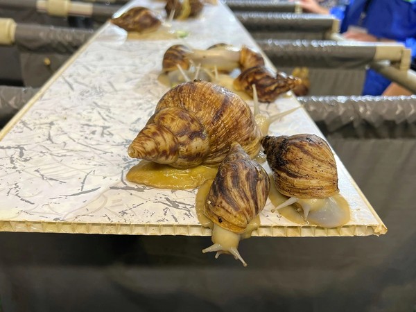 Мир, Несвиж и улиточная ферма — из Минска