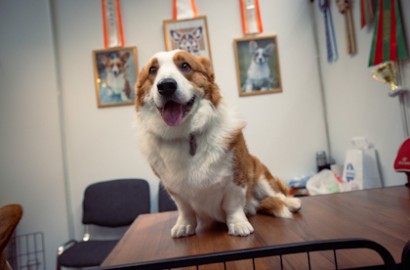 Выставка собак и семейный фестиваль «Гав-гав шоу»