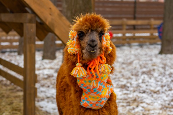 Экскурсия в выходные дни в парк альпак «Пача мама»