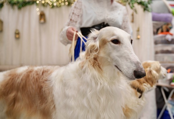 Гав-гав шоу