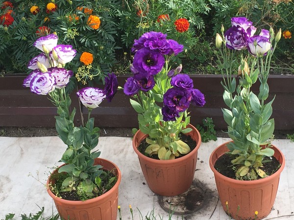 «Первая грядка весны: пошаговая инструкция по посеву любимых цветов»