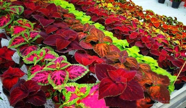 «Яркое украшение сада: колеус от посева до цветения»