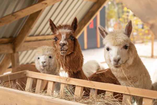 Экскурсия в выходные и праздники в парк альпак «Пача мама»