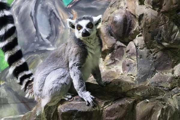 Викторина «Любимые лакомства обитателей зоопарка»