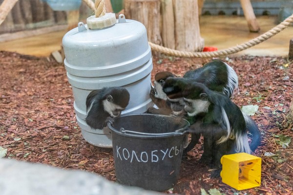 «Свободный выгул». Экскурсия из цикла «Другой зоопарк»