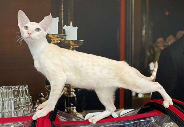 Экзотические ориенталы и серенгети