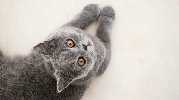 «Мой ласковый и нежный зверь»