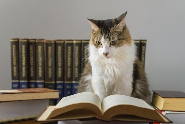 «Кошачьи истории»