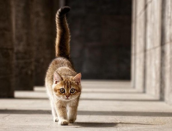 «Хвост трубой, хорош собой»