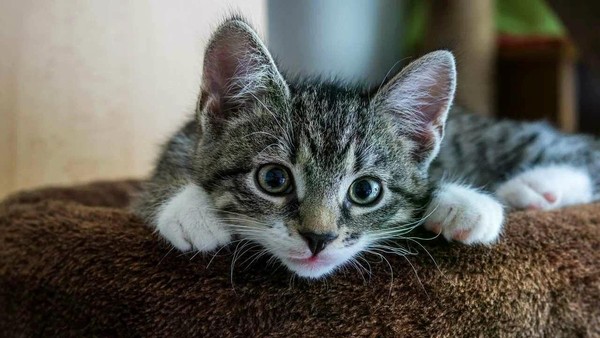 Мастер-класс «Усатый-полосатый»