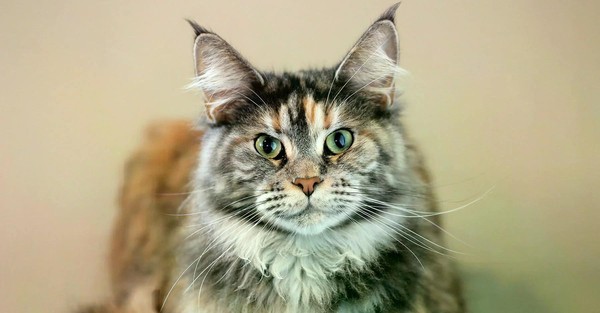 День кошек «Мяу-фест»