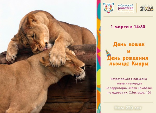 День кошек и день рождения львицы Киары