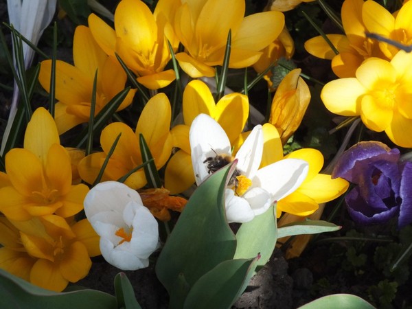 Художественная выставка «Цветы: симфония красок»