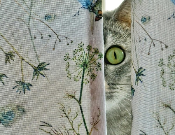 Выставка «Замуррчательная фотовыставка»