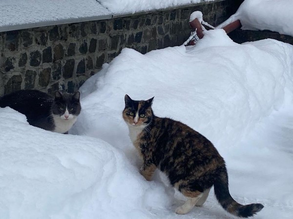 Как помогать бездомным хвостикам