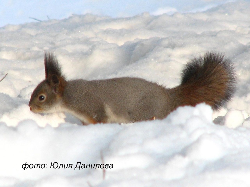 Зеленогорский Парк Отдыха. Бесплатная экскурсия