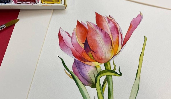 Музейное занятие «Ботанические зарисовки. Тюльпан»
