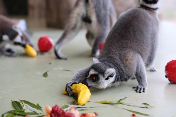 Показательное кормление лемуров и мартышек Бразза