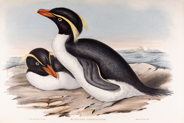 Выставка «Пингвины»