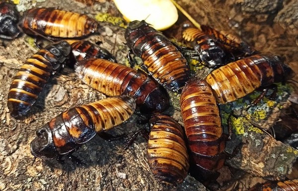 «Тематические дни. Мадагаскарский таракан»