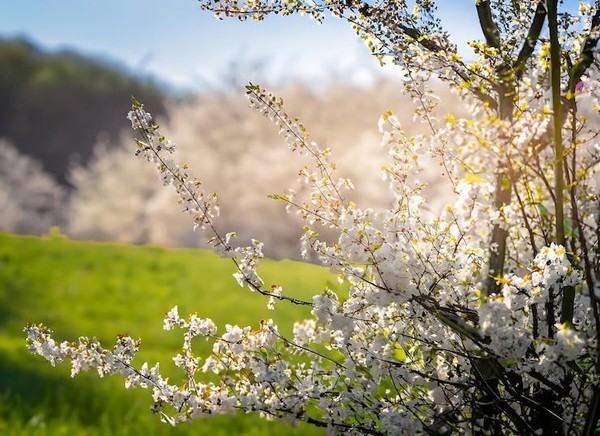 Развлекательная программа «Образ весны»