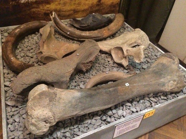 Экскурсия «У истоков: древнейшая история Воронежского края»