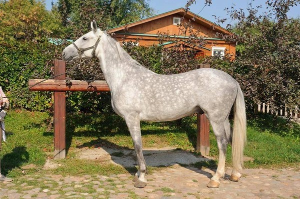 Экспозиция «Конюшенный двор»