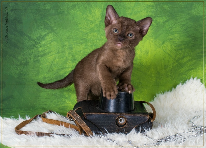 Выставка кошек и ярмарка породистых котят