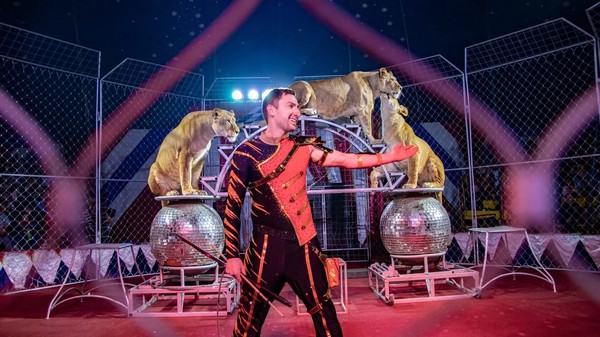 Золото Африки. Тигры среди львиц