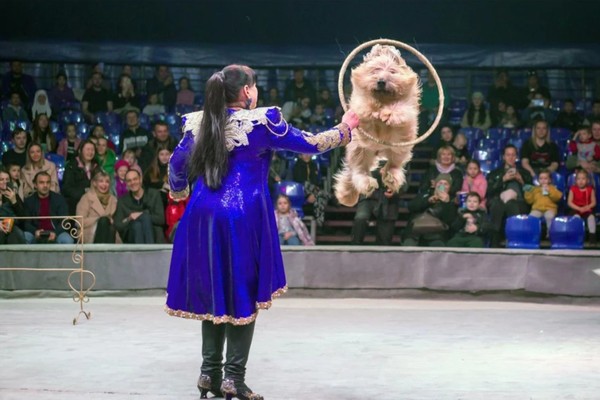 Цирк-шапито «Золотой дракон»