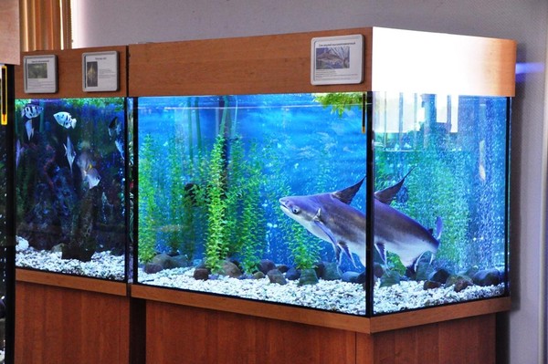 Экскурсия по экспозиции «Водный мир»