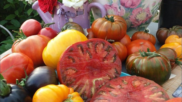 «Томаты мечты: от новинок семян до богатого урожая»