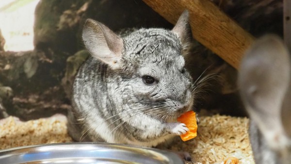 Интерактив «Ням-ням шоу»