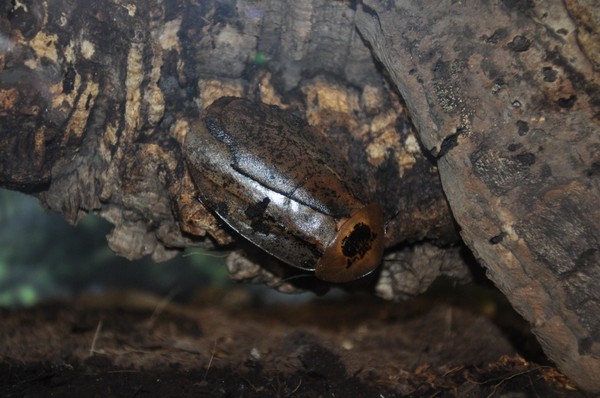 Тематическая встреча «Животное дня»